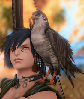 Hunting Hawk